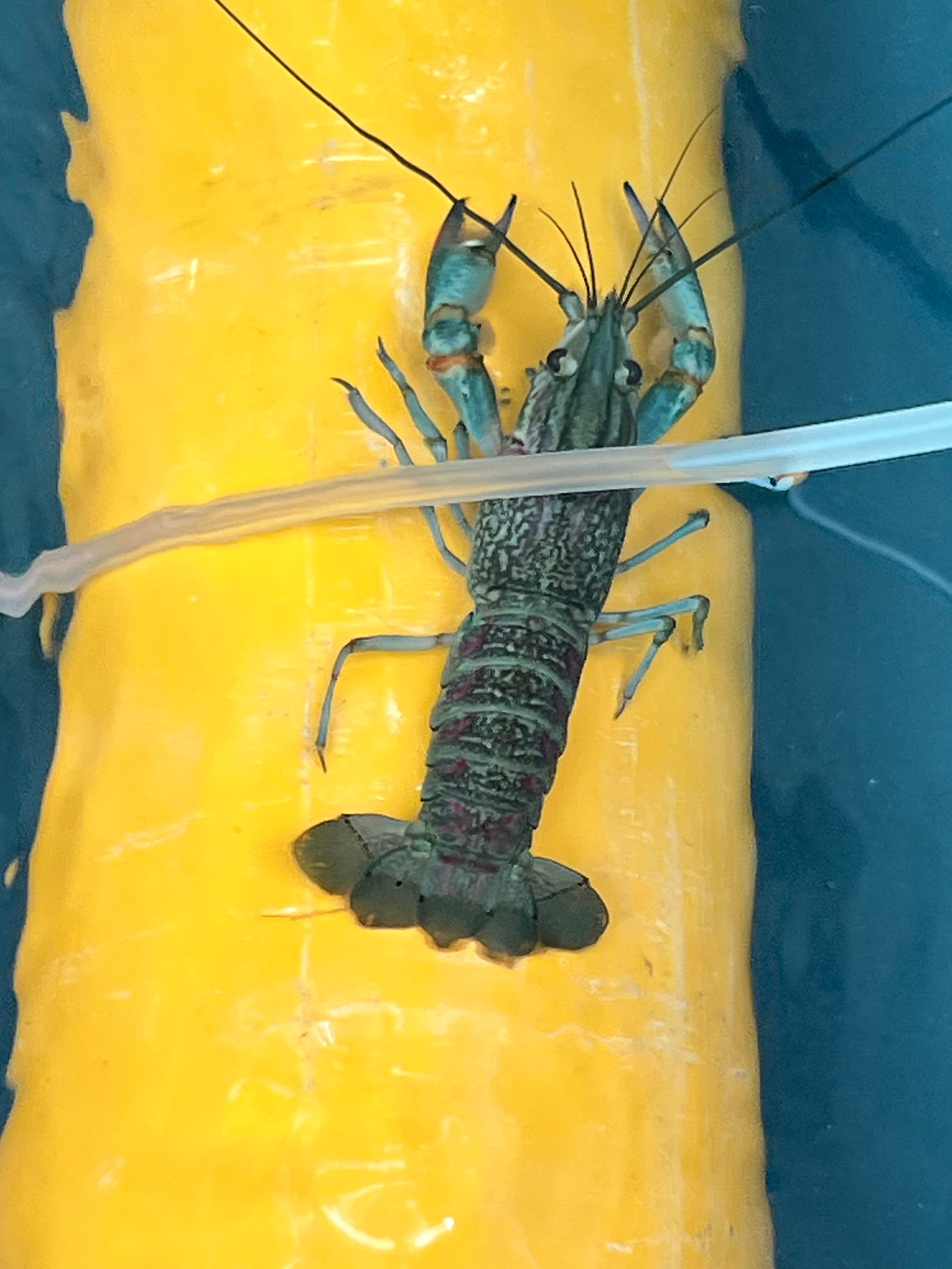 Australian Red Claw crawfish