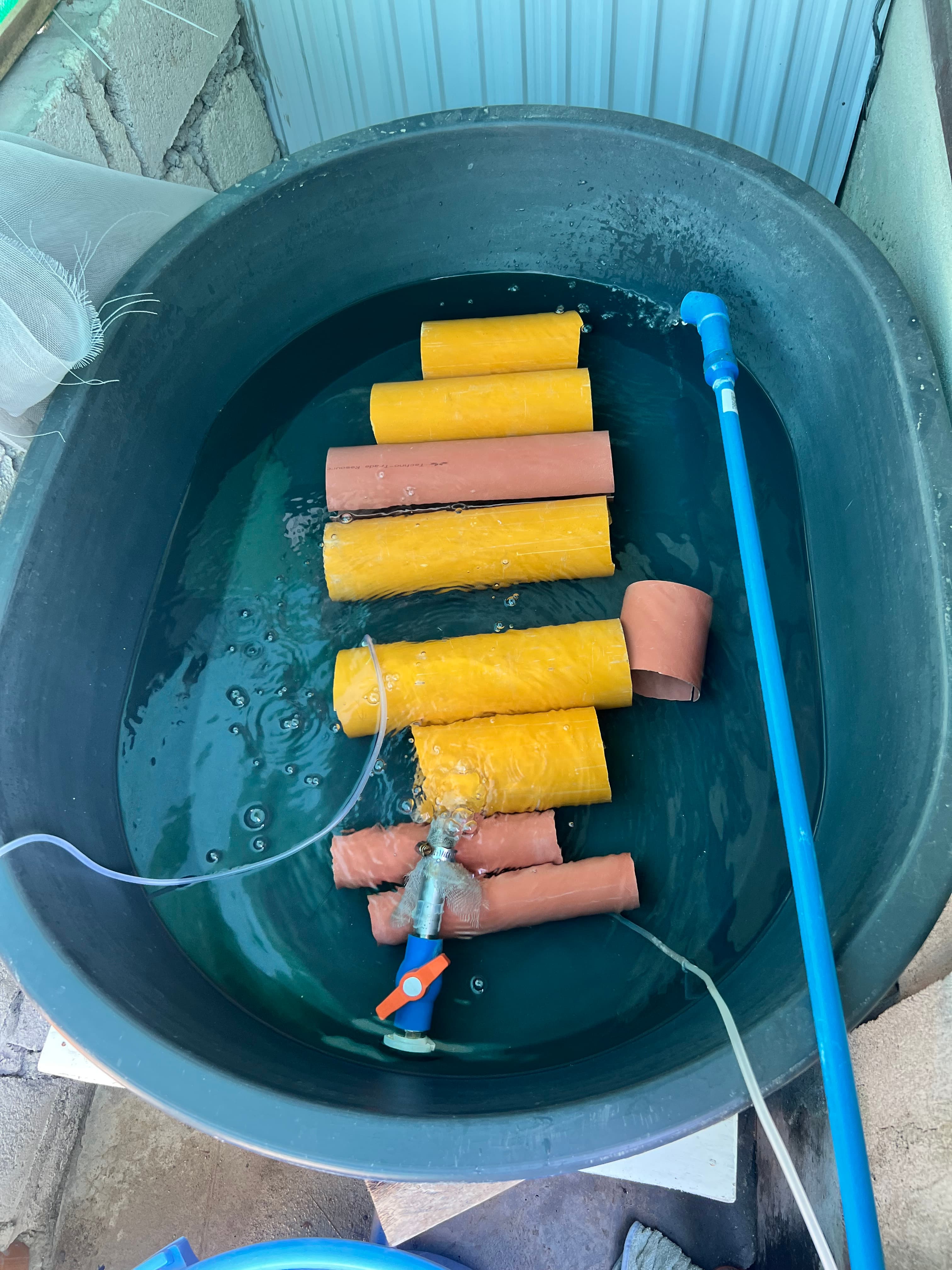 PVC tube habitat in breeding tank